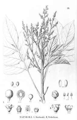 Tapirira obtusa