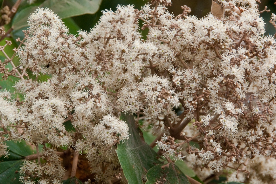 Miconia argentea