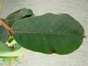 Hirtella glandulosa