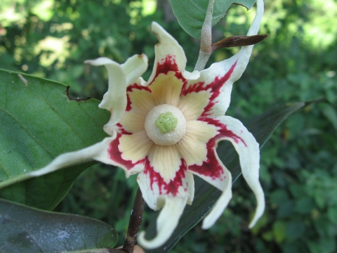 Asteranthe asterias