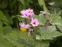 Sparrmannia ricinocarpa