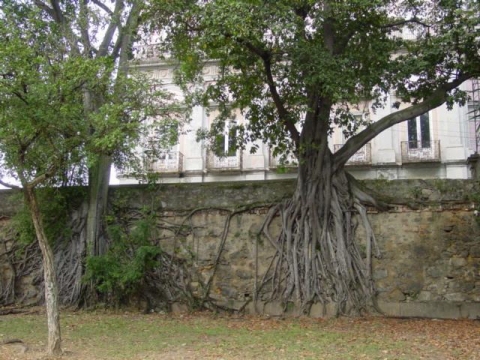 Ficus clusiifolia