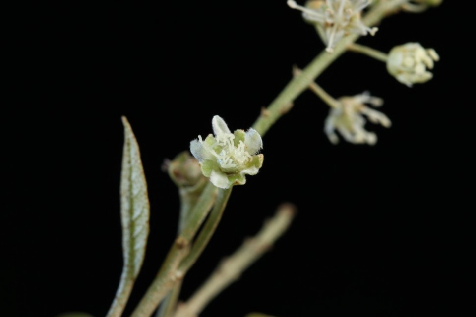 Croton schiedeanus