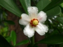 Clusia grandiflora