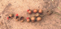 Erythrina abyssinica
