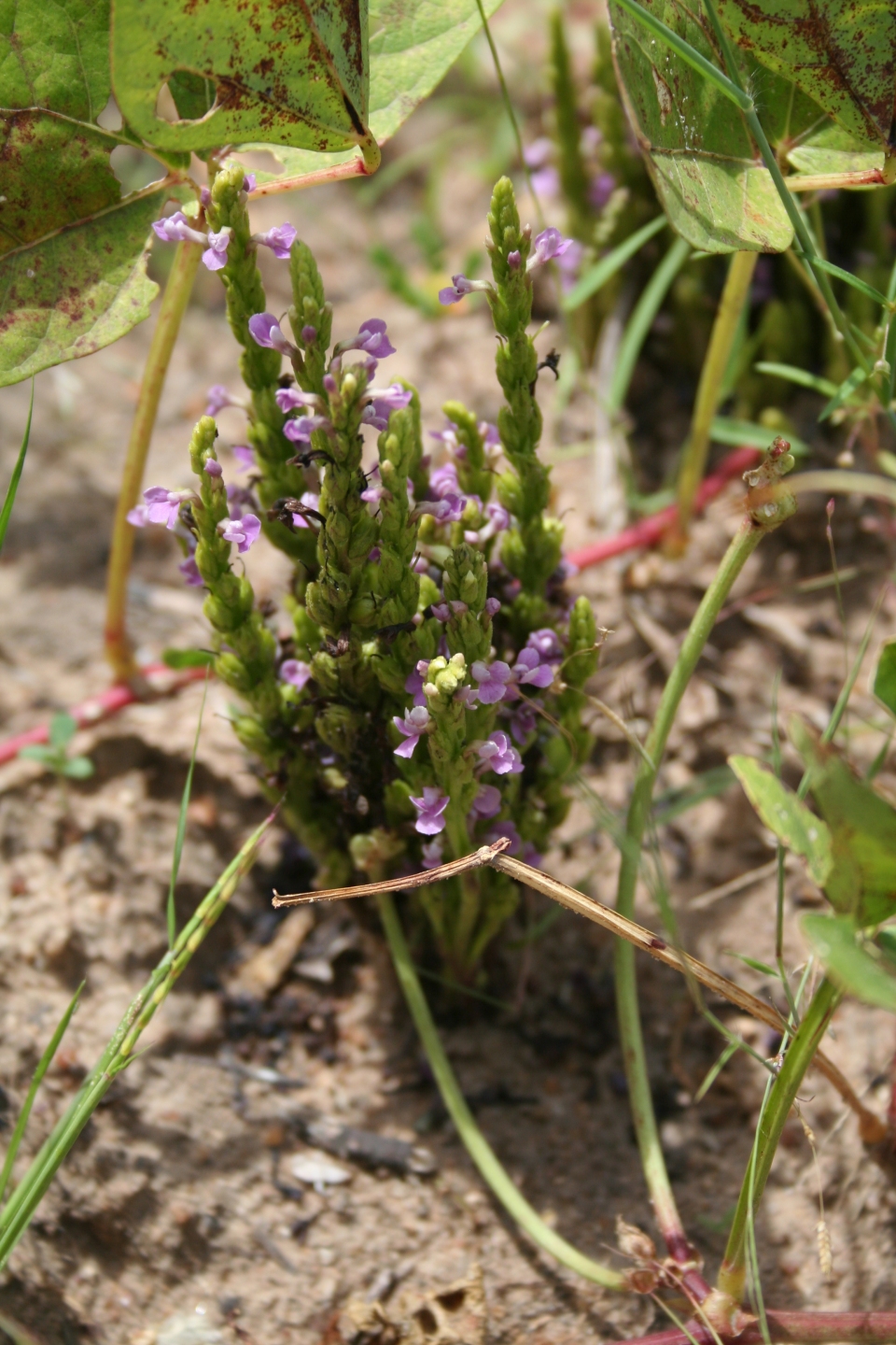 Striga gesnerioides