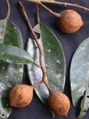 Otoba acuminata