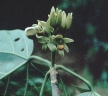 Basiloxylon brasiliensis