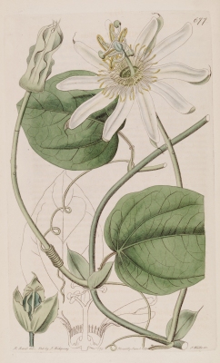 Passiflora mucronata