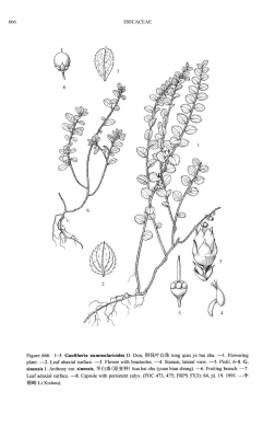 Gaultheria nummularioides