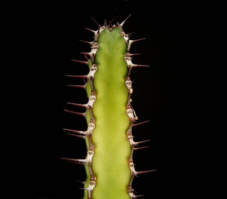 Euphorbia heterospina