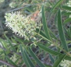 Boscia angustifolia