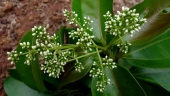 Miconia cinnamomifolia