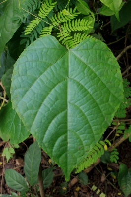 Cissus producta