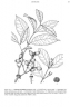 Gnetum parvifolium