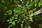 Rothmannia longiflora