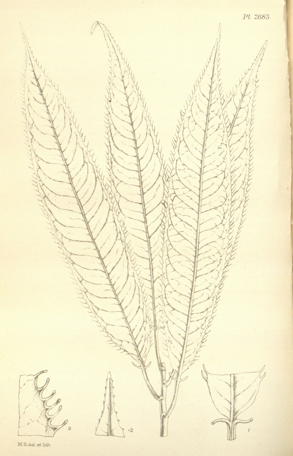 Sapium ciliatum