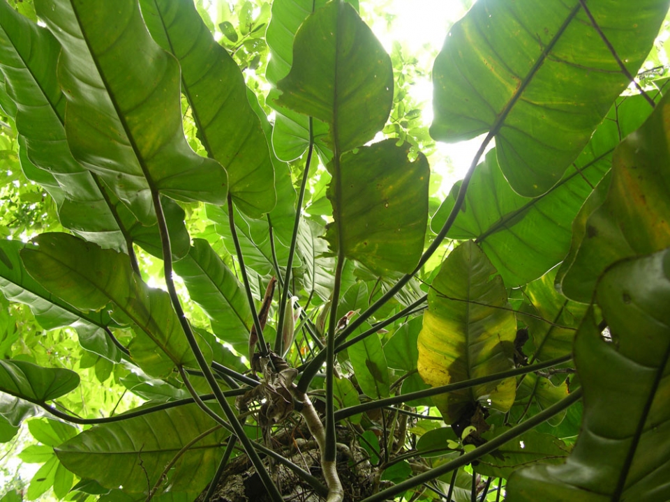 Philodendron sagittifolium