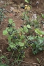 Solanum scabrum