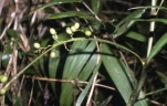 Calamus gibbsianus