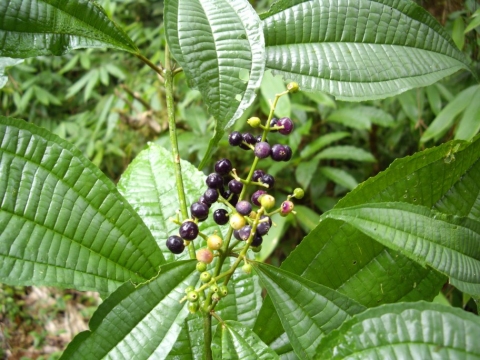 Miconia hyperprasina