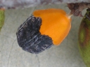Commiphora leptophloeos