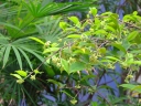 Aquilaria sinensis