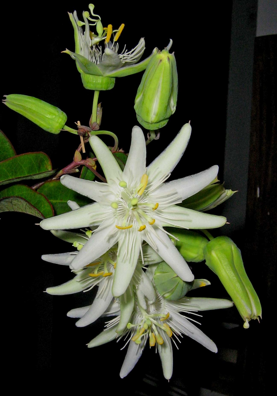 Passiflora galbana