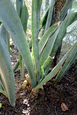 Sansevieria forskaliana