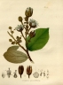 Luehea grandiflora