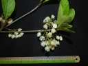 Elaeocarpus obtusus
