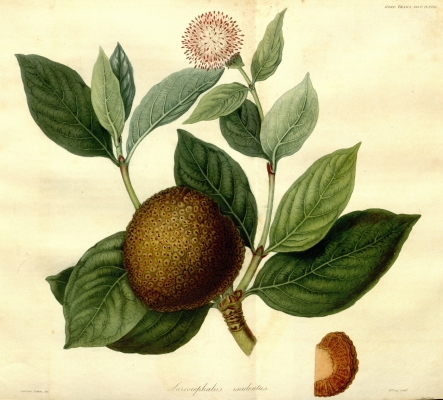 Nauclea latifolia