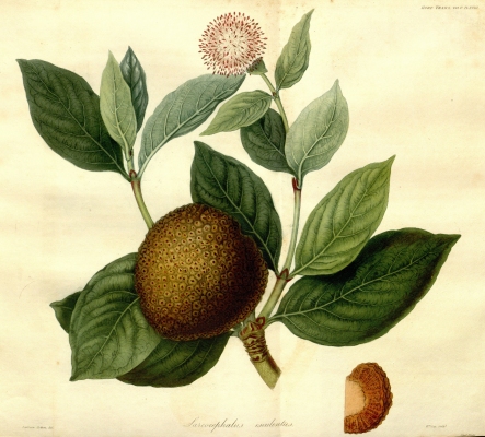 Nauclea Latifolia Useful Tropical Plants