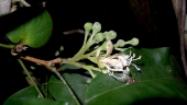 Arapatiella psilophylla