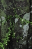 Hydnocarpus alcalae