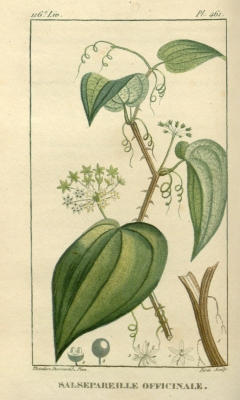 Smilax officinalis
