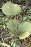Licuala orbicularis