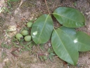 Syzygium grande