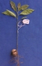 Endiandra palmerstonii
