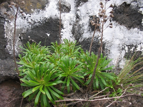 Azorina vidalii