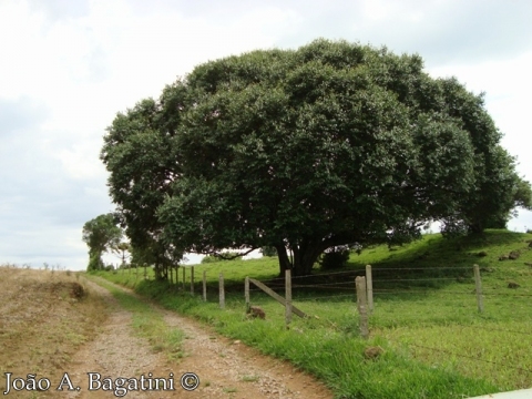 Luehea divaricata - Programa Arboretum