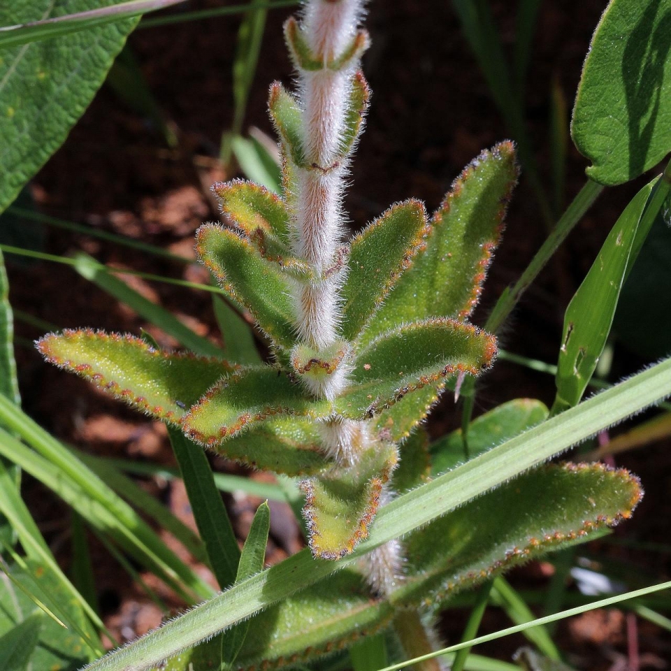 Sinningia allagophylla