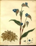 Commelina tuberosa