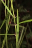 Polygala butyracea