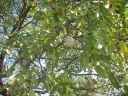 Aspidosperma pyrifolium
