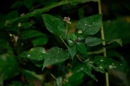 Laportea ovalifolia