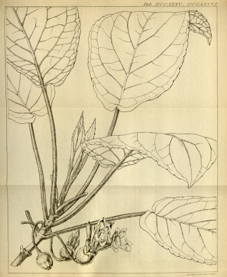 Cyrtandra pendula