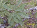 Prosopis affinis