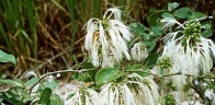 Pithecellobium hymenaeifolium