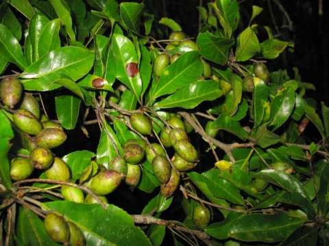 Terminalia tetrandra